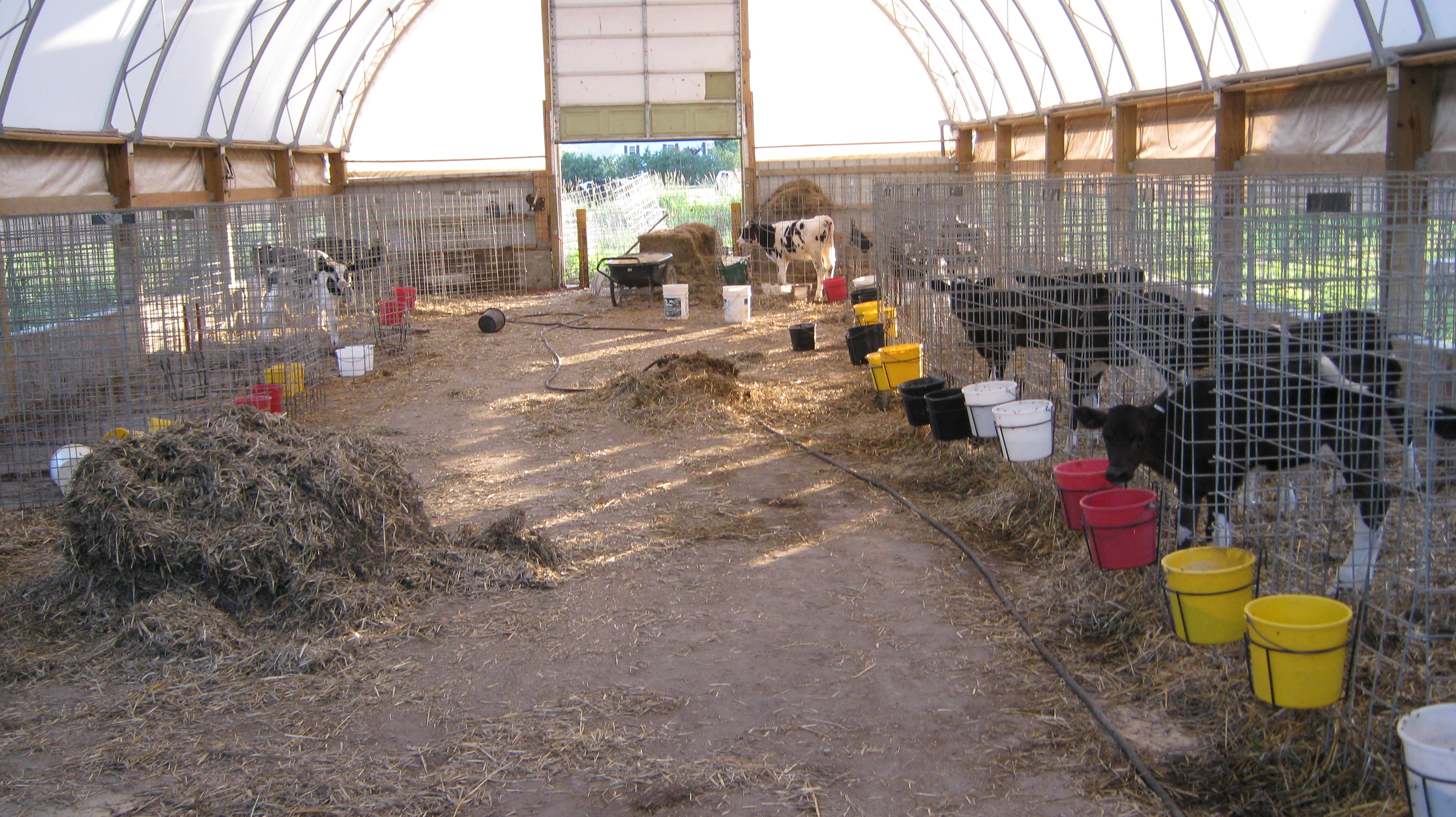 Calf Barn 2