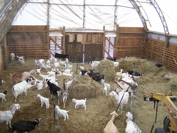 Dan Robershaw's Goats